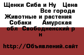 Щенки Сиба и Ну › Цена ­ 35000-85000 - Все города Животные и растения » Собаки   . Амурская обл.,Свободненский р-н